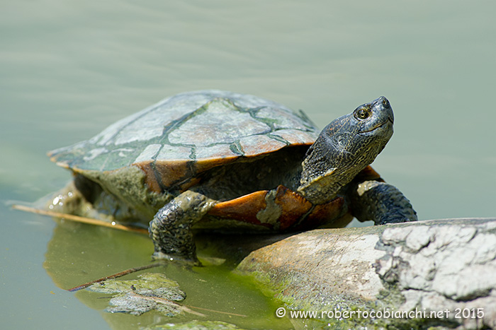 Trachemys spp.